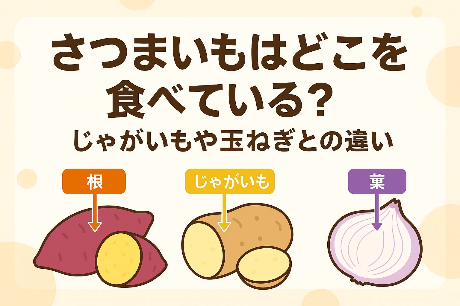 さつまいもはどこを食べている？・じゃがいもや玉ねぎとの違い 